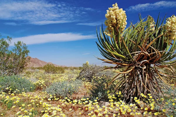 Brian Wolf: Yucca and Desert Gold by Brian Wolf