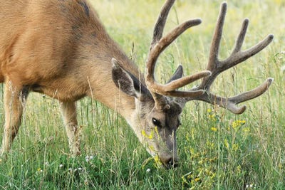 Salad For Breakfast by Brian Wolf art print