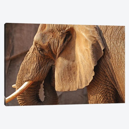African Elephant Canvas Print #BWF3} by Brian Wolf Canvas Art Print