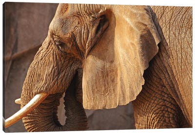 African Elephant Canvas Art Print - Brian Wolf