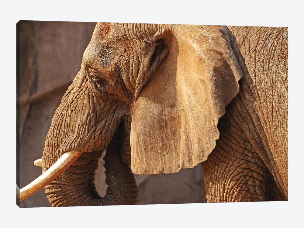 African Elephant by Brian Wolf 1-piece Canvas Art