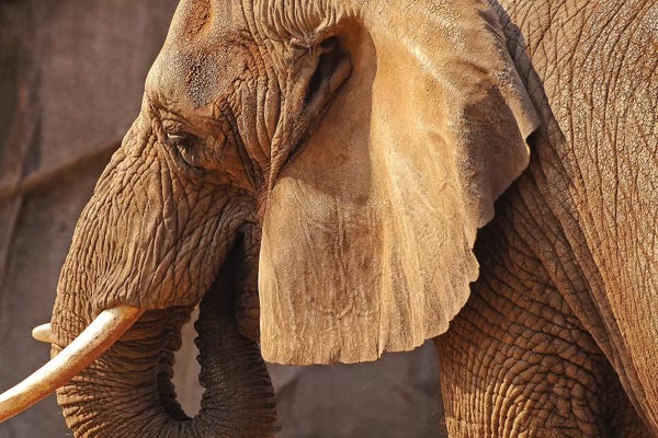 Brian Wolf: African Elephant by Brian Wolf