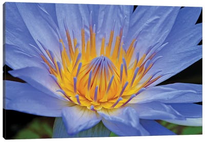 Blue Lily Canvas Art Print - Lily Art