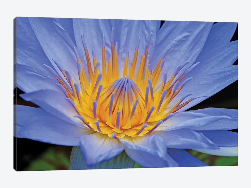 Blue Lily by Brian Wolf 1-piece Art Print