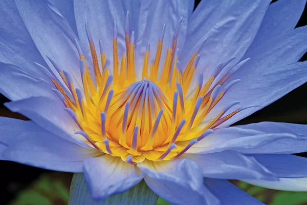 Water Lilies: Blue Lily by Brian Wolf