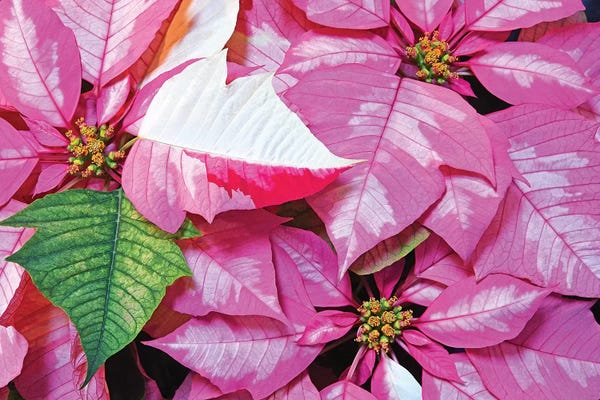 Poinsettias: Holiday Cheer by Brian Wolf