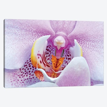 Orchid Canvas Print #BWF403} by Brian Wolf Canvas Artwork