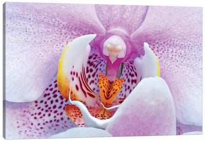 Orchid Canvas Art Print - Nature Close-Up Art