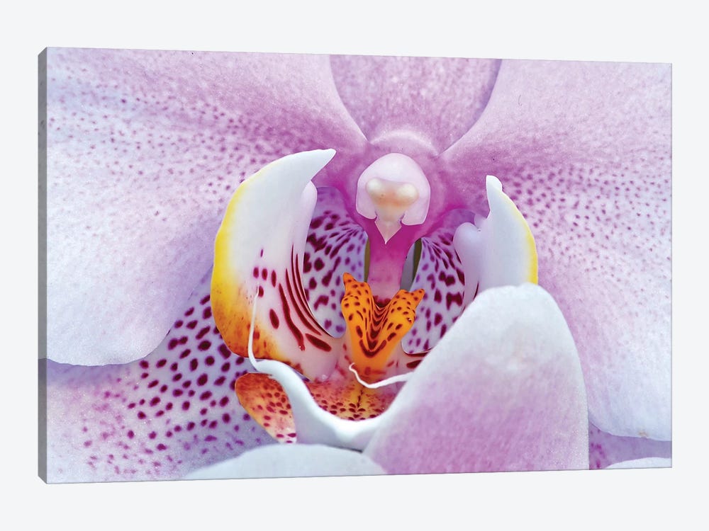 Orchid by Brian Wolf 1-piece Canvas Art Print