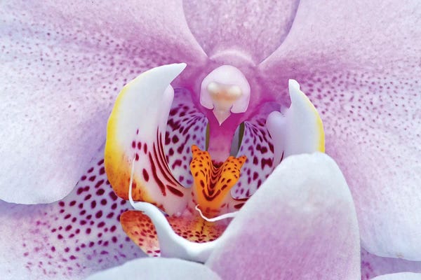 Abstracts In Nature: Orchid by Brian Wolf