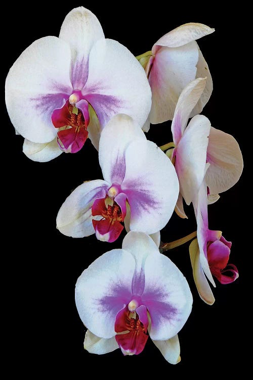 Orchids