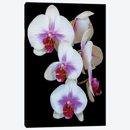 Orchids Canvas Print #BWF404} by Brian Wolf Canvas Art Print