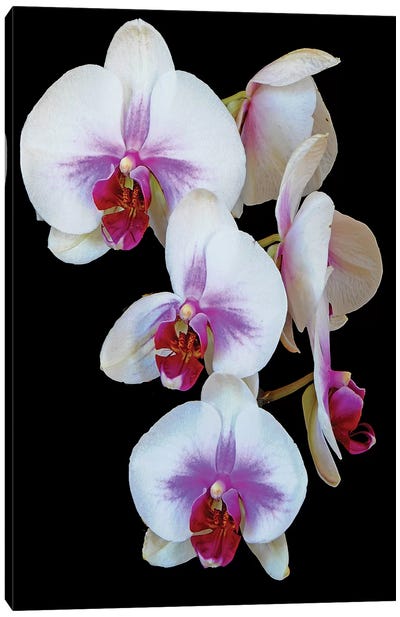 Orchids Canvas Art Print - Brian Wolf