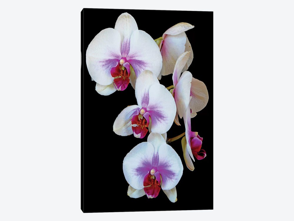 Orchids by Brian Wolf 1-piece Canvas Wall Art