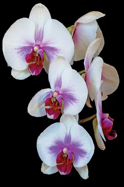Orchids: Orchids by Brian Wolf
