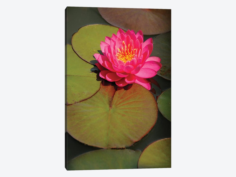 Pink Water Lily by Brian Wolf 1-piece Canvas Art Print