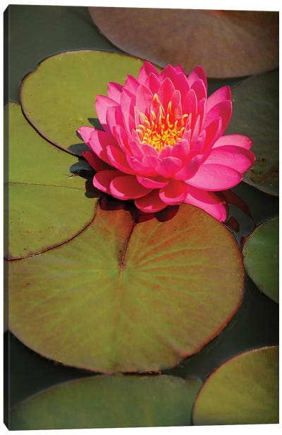 Pink Water Lily Canvas Art Print - Brian Wolf