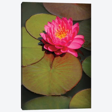 Pink Water Lily Canvas Print #BWF405} by Brian Wolf Art Print