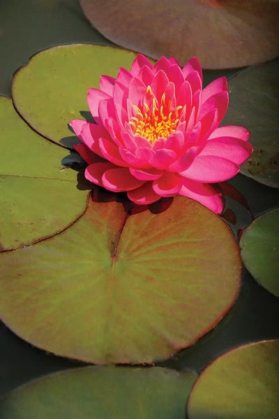 Water Lilies: Pink Water Lily by Brian Wolf