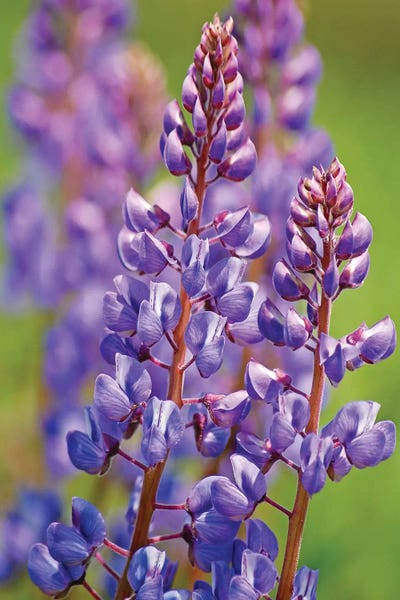Brian Wolf: Prairie Lupine by Brian Wolf