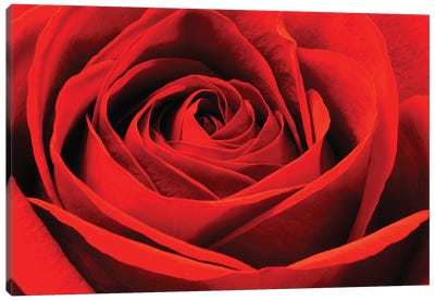 Red Rose Canvas Art Print - Macro Photography