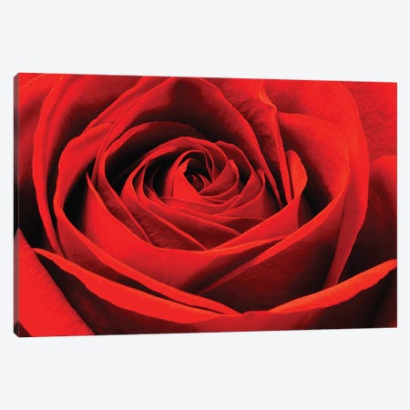 Red Rose Canvas Print #BWF407} by Brian Wolf Canvas Art Print