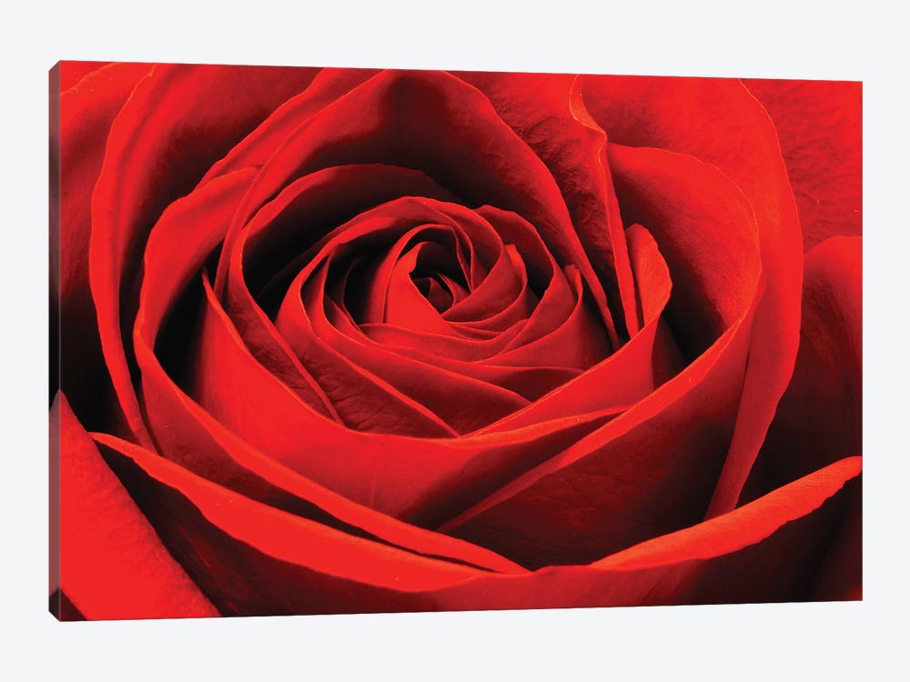 Red Rose by Brian Wolf 1-piece Canvas Art Print