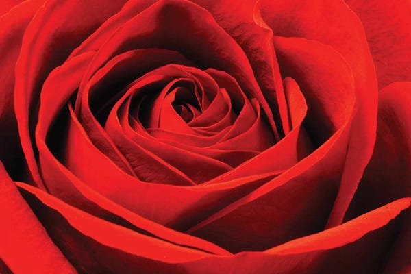 Macro Photography: Red Rose by Brian Wolf