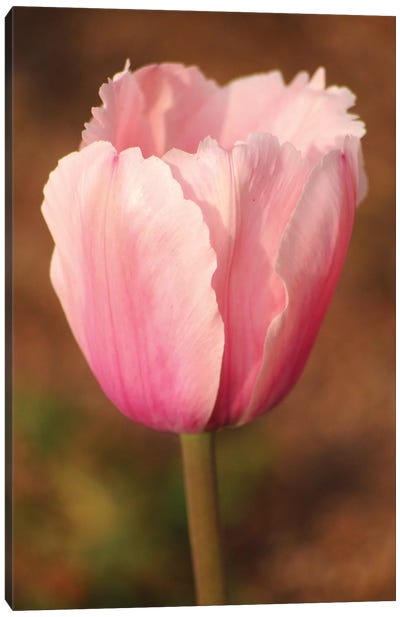 Pink Tulip Canvas Art Print - Brian Wolf