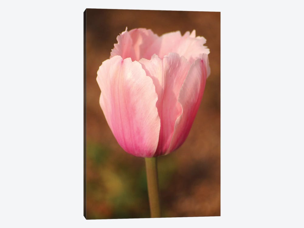 Pink Tulip by Brian Wolf 1-piece Canvas Art