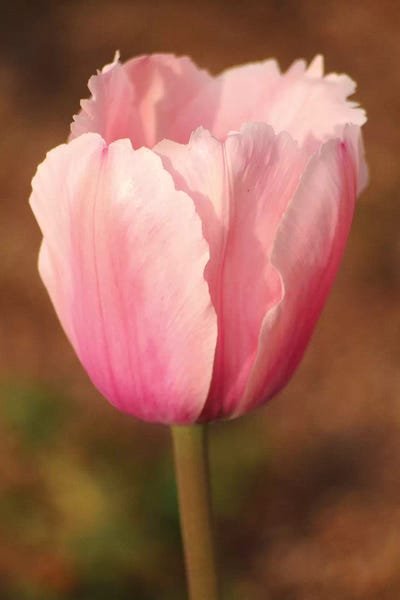 Tulips: Pink Tulip by Brian Wolf