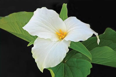 Trillium by Brian Wolf art print