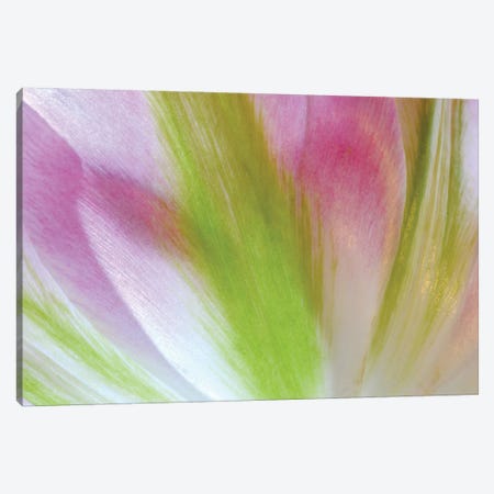 Tulip Colors Canvas Print #BWF411} by Brian Wolf Canvas Art Print