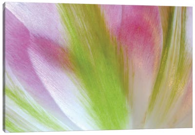 Tulip Colors Canvas Art Print - Brian Wolf