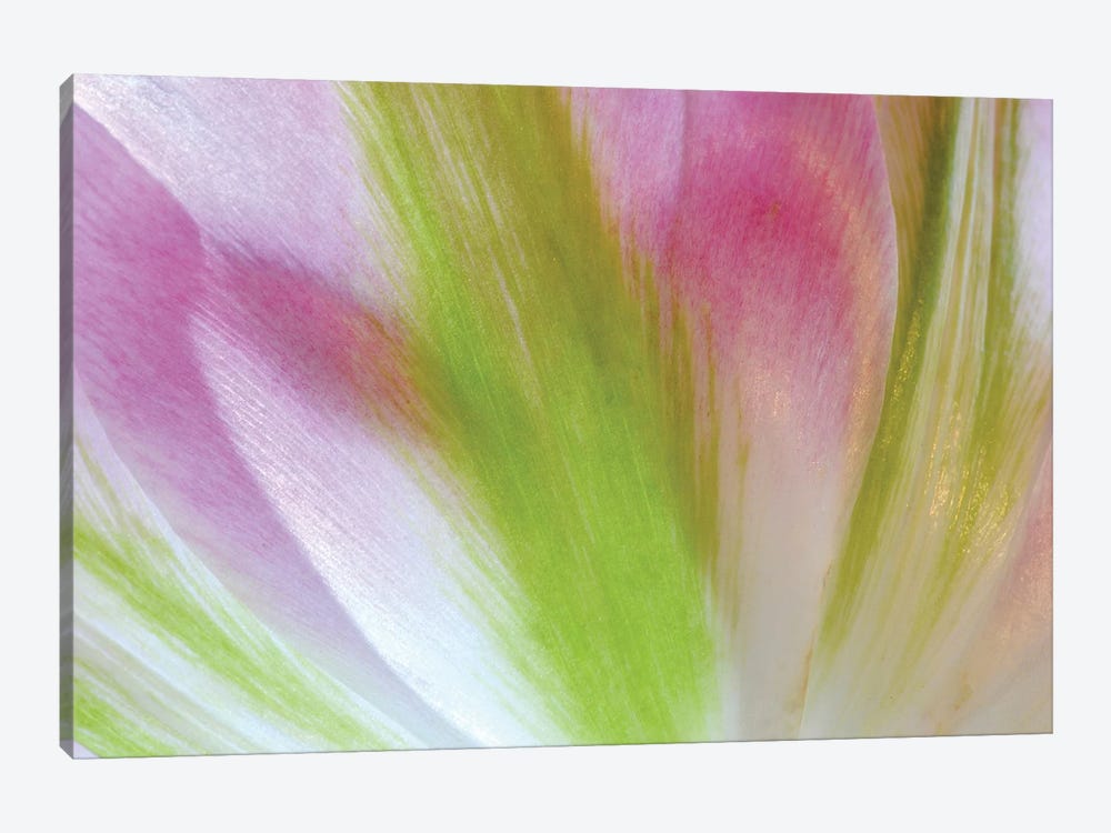 Tulip Colors by Brian Wolf 1-piece Canvas Artwork