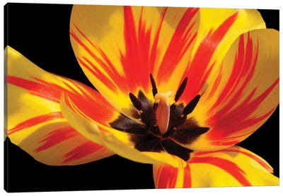 Red And Yellow Tulip Canvas Art Print - Brian Wolf