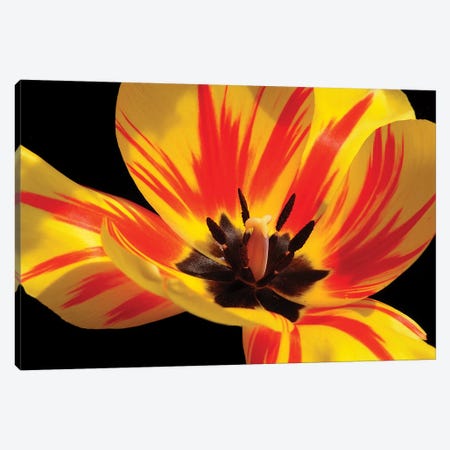Red And Yellow Tulip Canvas Print #BWF412} by Brian Wolf Art Print
