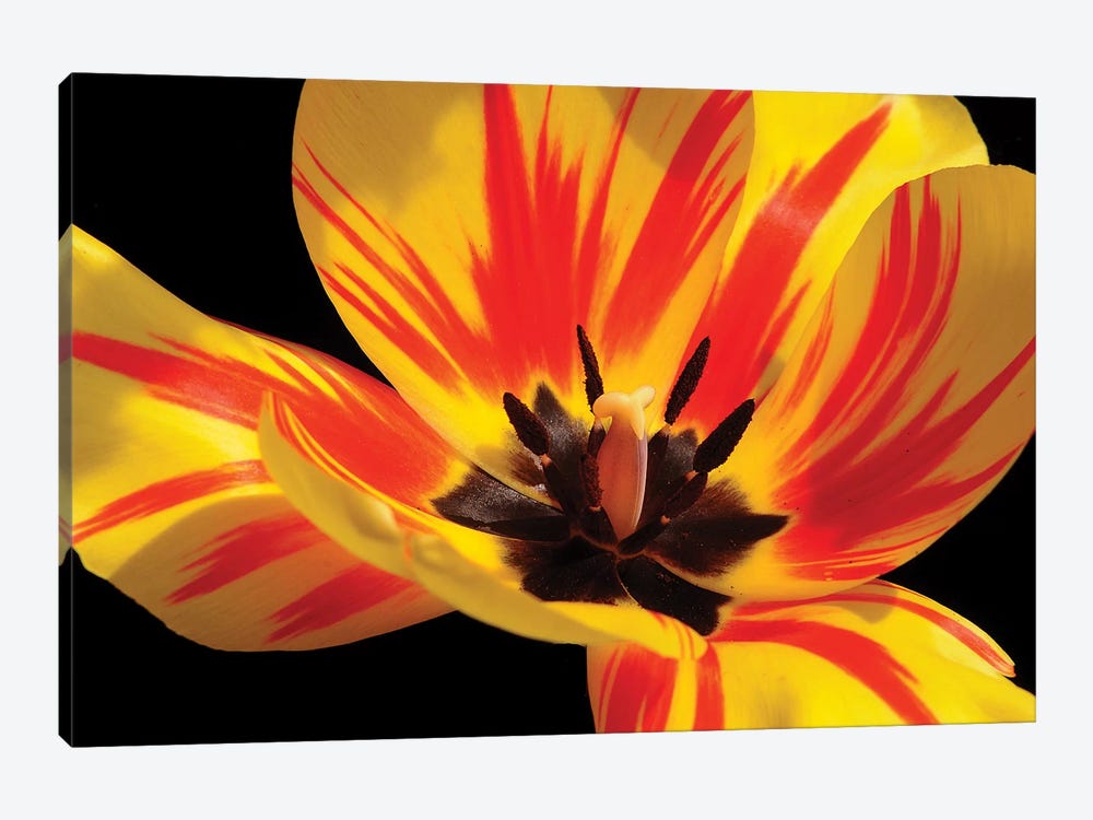 Red And Yellow Tulip by Brian Wolf 1-piece Canvas Print
