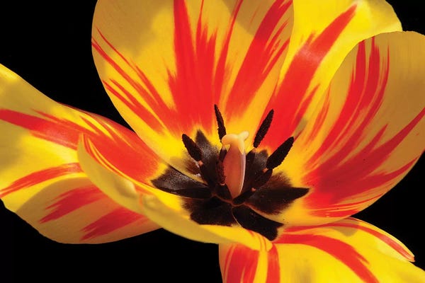 Brian Wolf: Red And Yellow Tulip by Brian Wolf