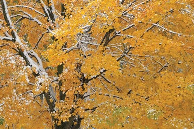 Autumn Snow by Brian Wolf metal wall art