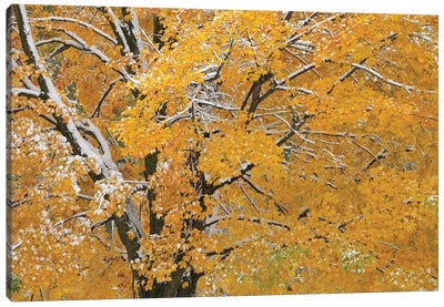 Autumn Snow Canvas Art Print - Maple Tree Art