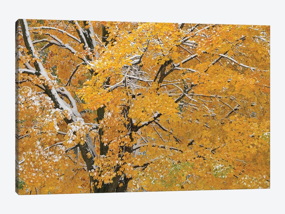 Autumn Snow by Brian Wolf 1-piece Canvas Art