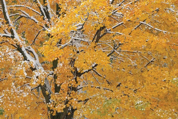 Maple Trees: Autumn Snow by Brian Wolf