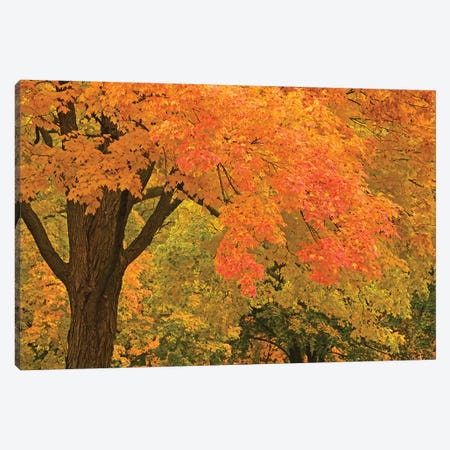 Autumn Splendor Canvas Print #BWF414} by Brian Wolf Canvas Artwork