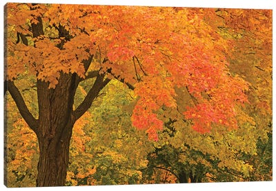 Autumn Splendor Canvas Art Print - Maple Trees