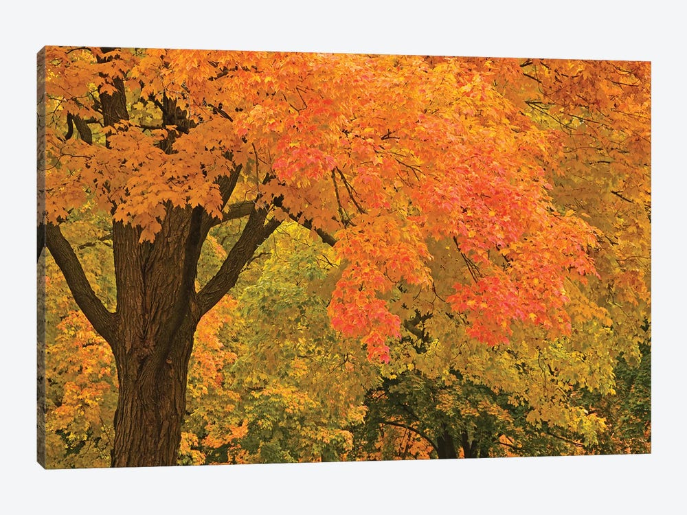 Autumn Splendor by Brian Wolf 1-piece Art Print