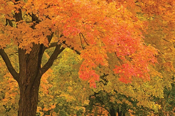 Maple Trees: Autumn Splendor by Brian Wolf
