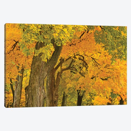 Colors Of Fall Canvas Print #BWF415} by Brian Wolf Canvas Wall Art
