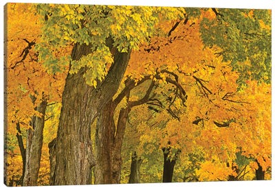 Colors Of Fall Canvas Art Print - Maple Tree Art