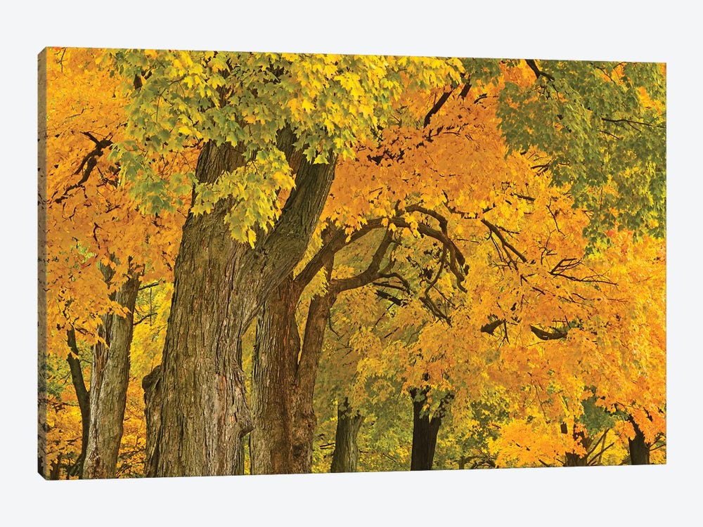Colors Of Fall by Brian Wolf 1-piece Canvas Artwork